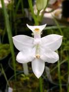 Calopogon white flower.jpg